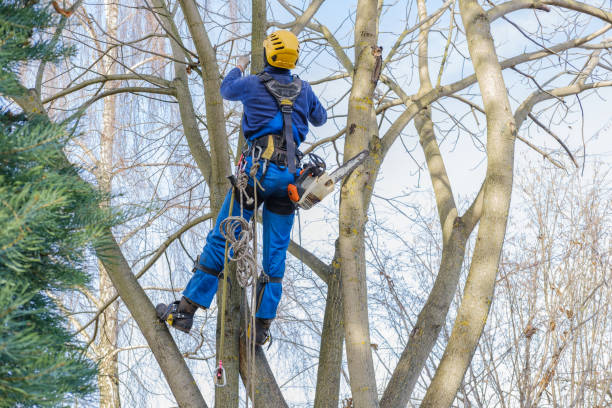 Professional Tree Removal Services in Crofton, MD